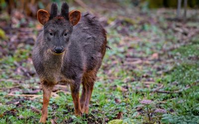 Cómo observar fauna sin interferir en su entorno natural